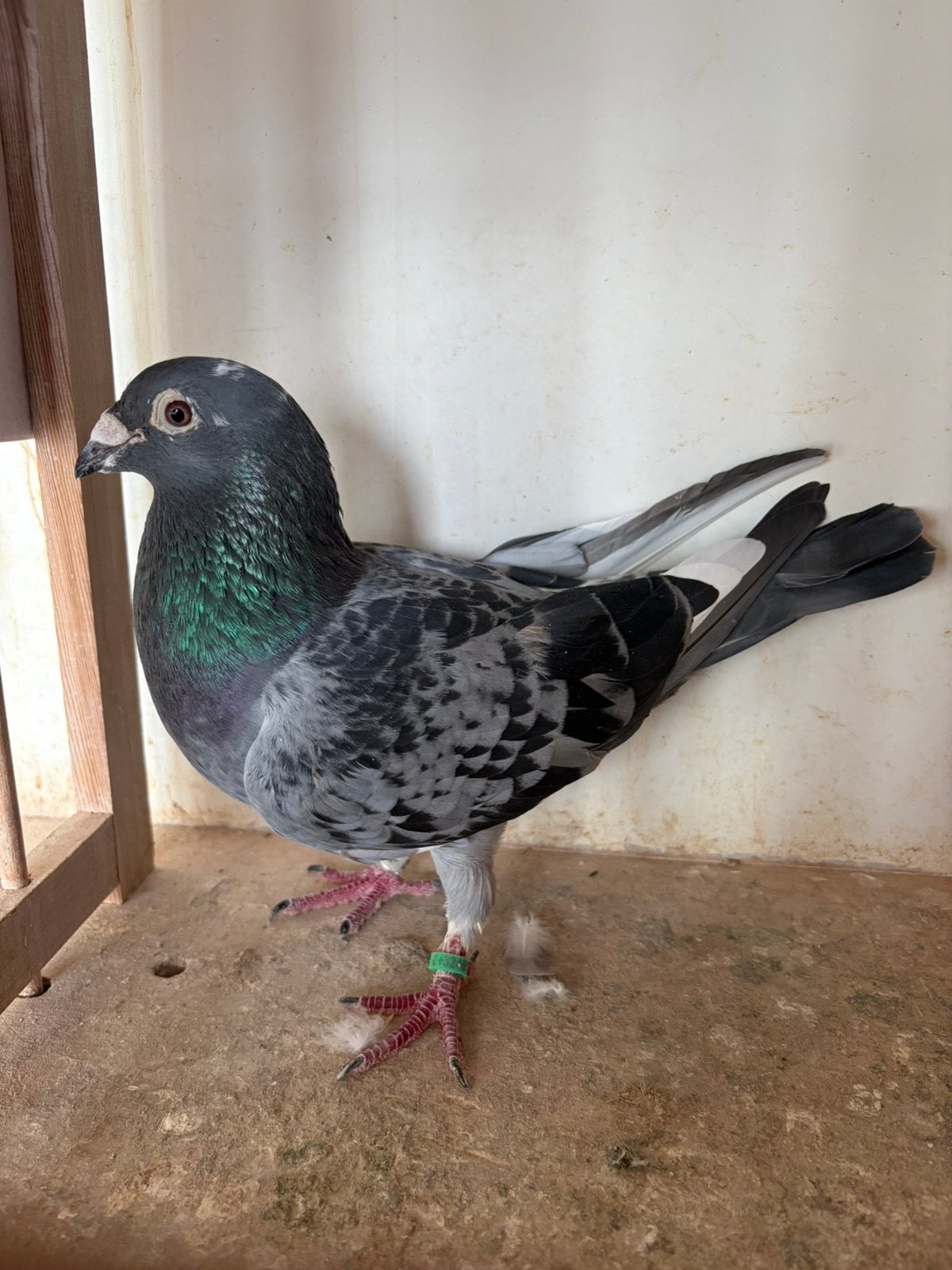 Duivinnen, Animaux & Accessoires, Oiseaux | Pigeons, Femelle, Pigeon voyageur