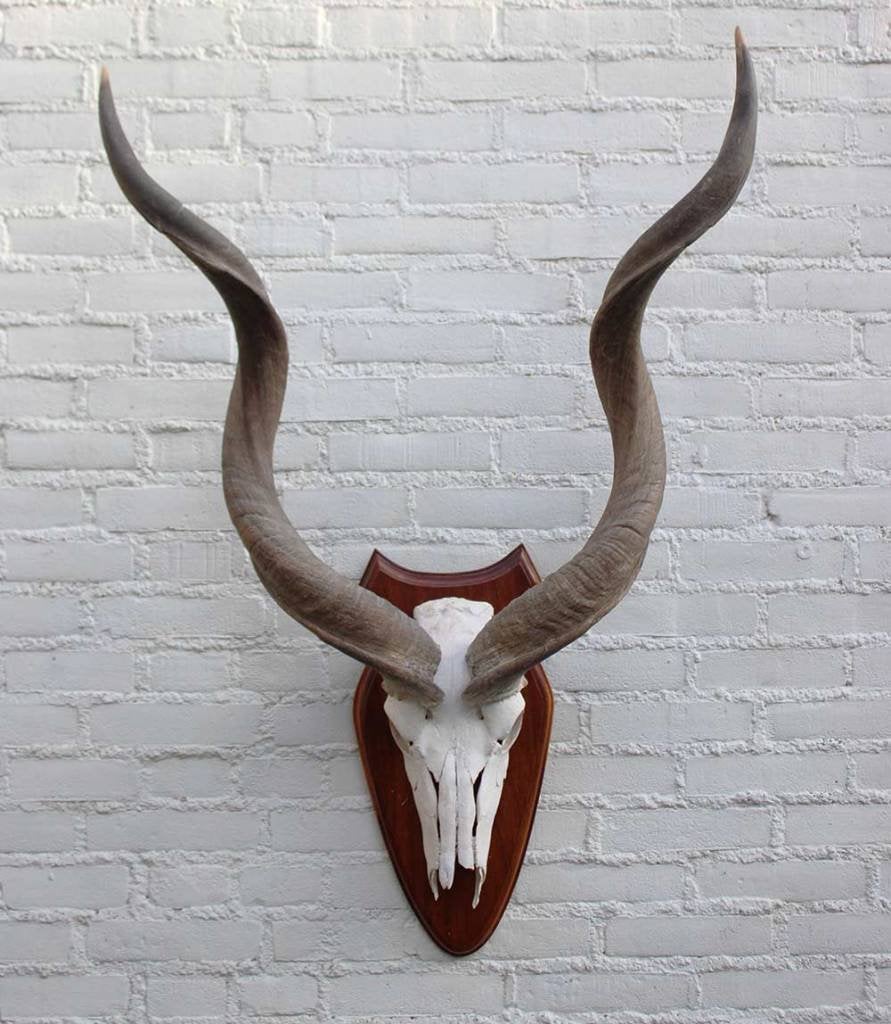 Grote schedel KUDU ANTILOPE op houten schild (ref. B), Ophalen of Verzenden, Gebruikt, Wild dier, Gewei of Kop