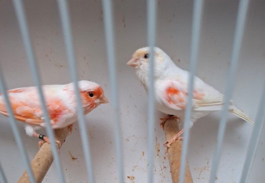 Rood mozaïek kanaries, Meerdere dieren, Kleurkanarie
