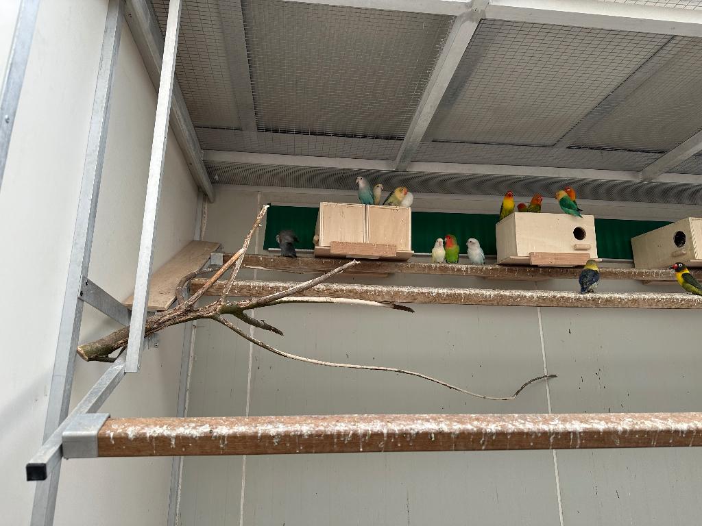 Dwerpapegaaien, Dieren en Toebehoren, Dwergpapegaai of Agapornis