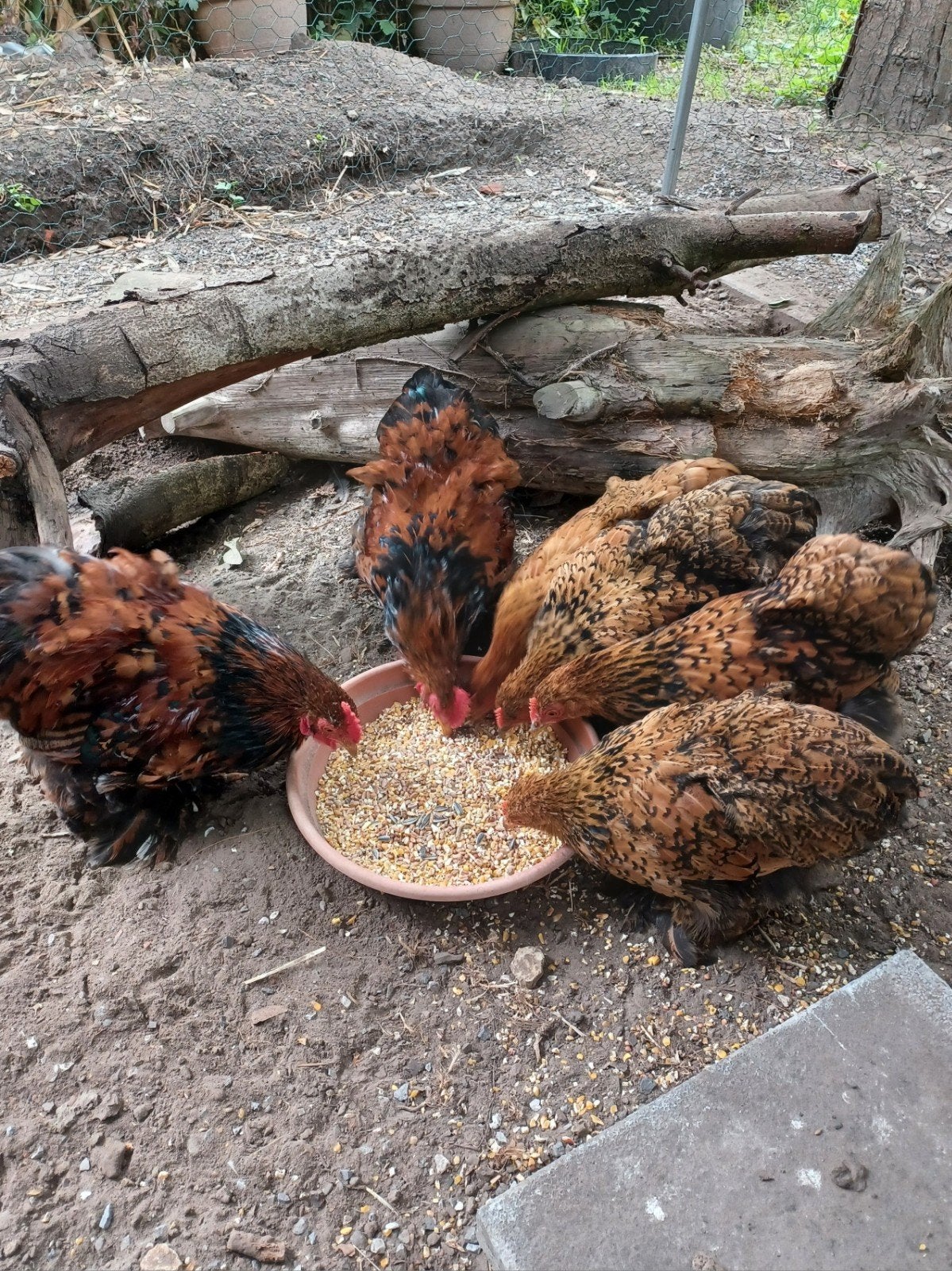 Cochins kriel