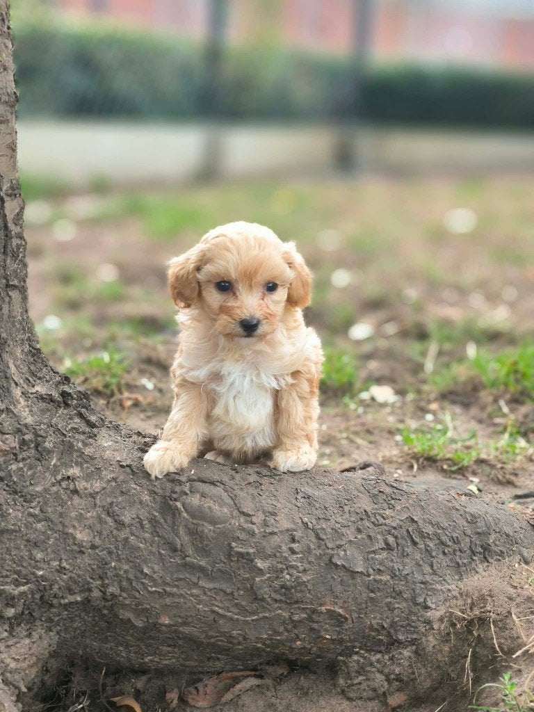 Hele mooie maltipoo pups bij ons geboren!!, Dieren en Toebehoren, België, CDV (hondenziekte), 8 tot 15 weken, Meerdere