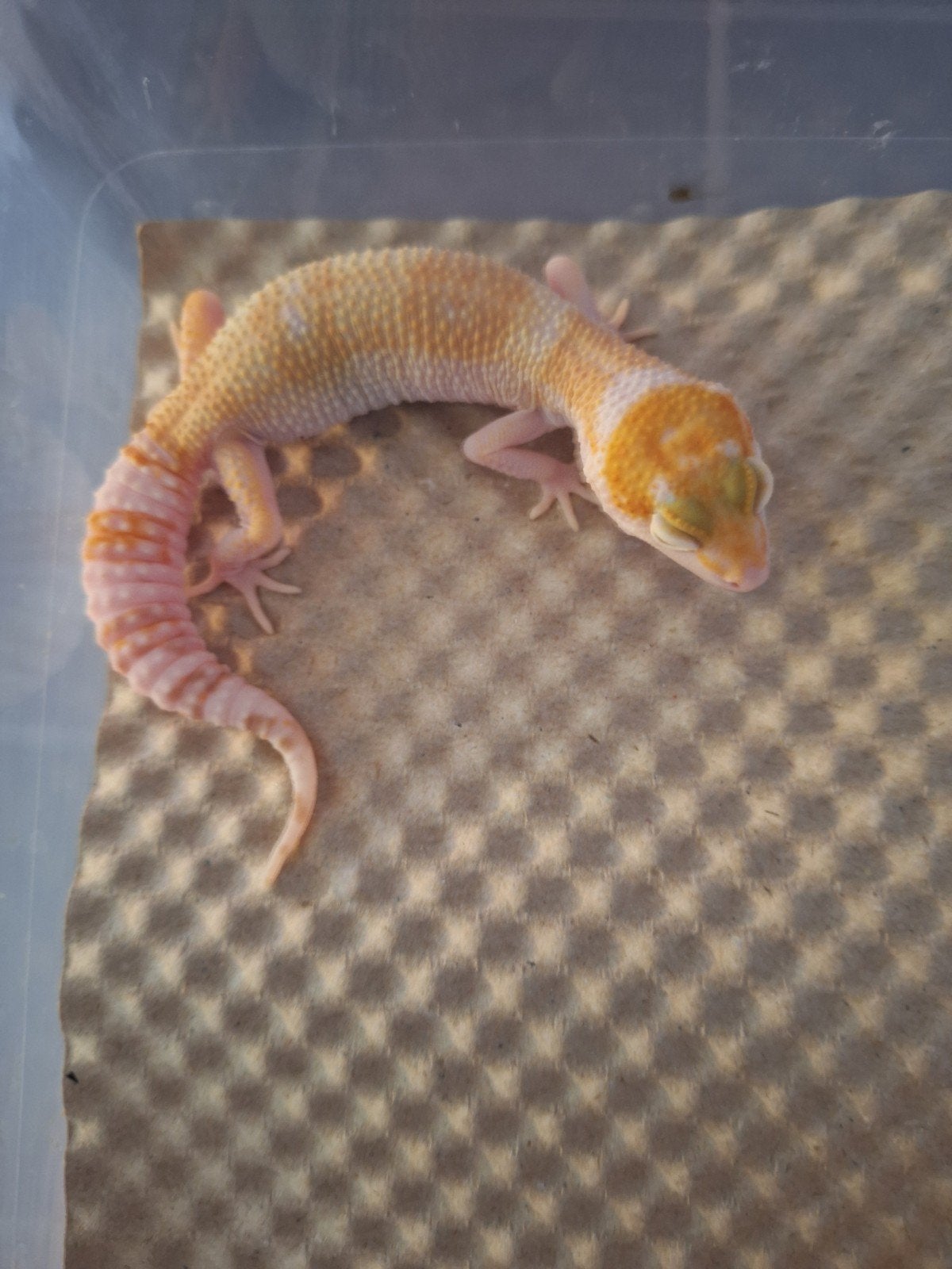 luipaardgekko w&y sunglow, Animaux & Accessoires, Reptiles & Amphibiens, Lézard, Domestique, 0 à 2 ans