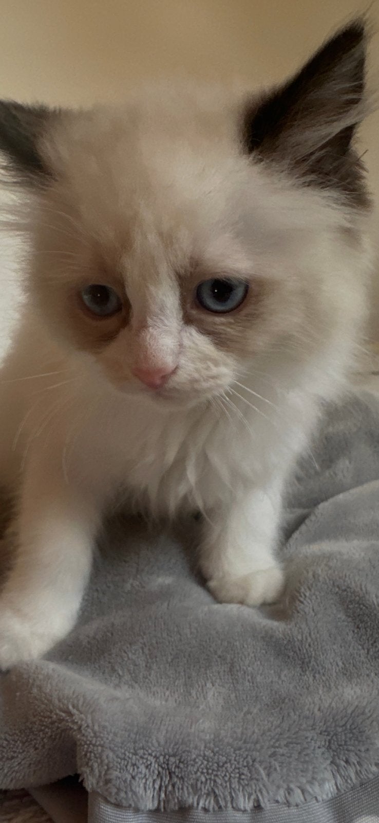 Ragdoll kitten ( meisje ) met stamboom, Animaux & Accessoires, Chats & Chatons | Chats de race | Poil long, Chatte ou Chat, Avec pedigree