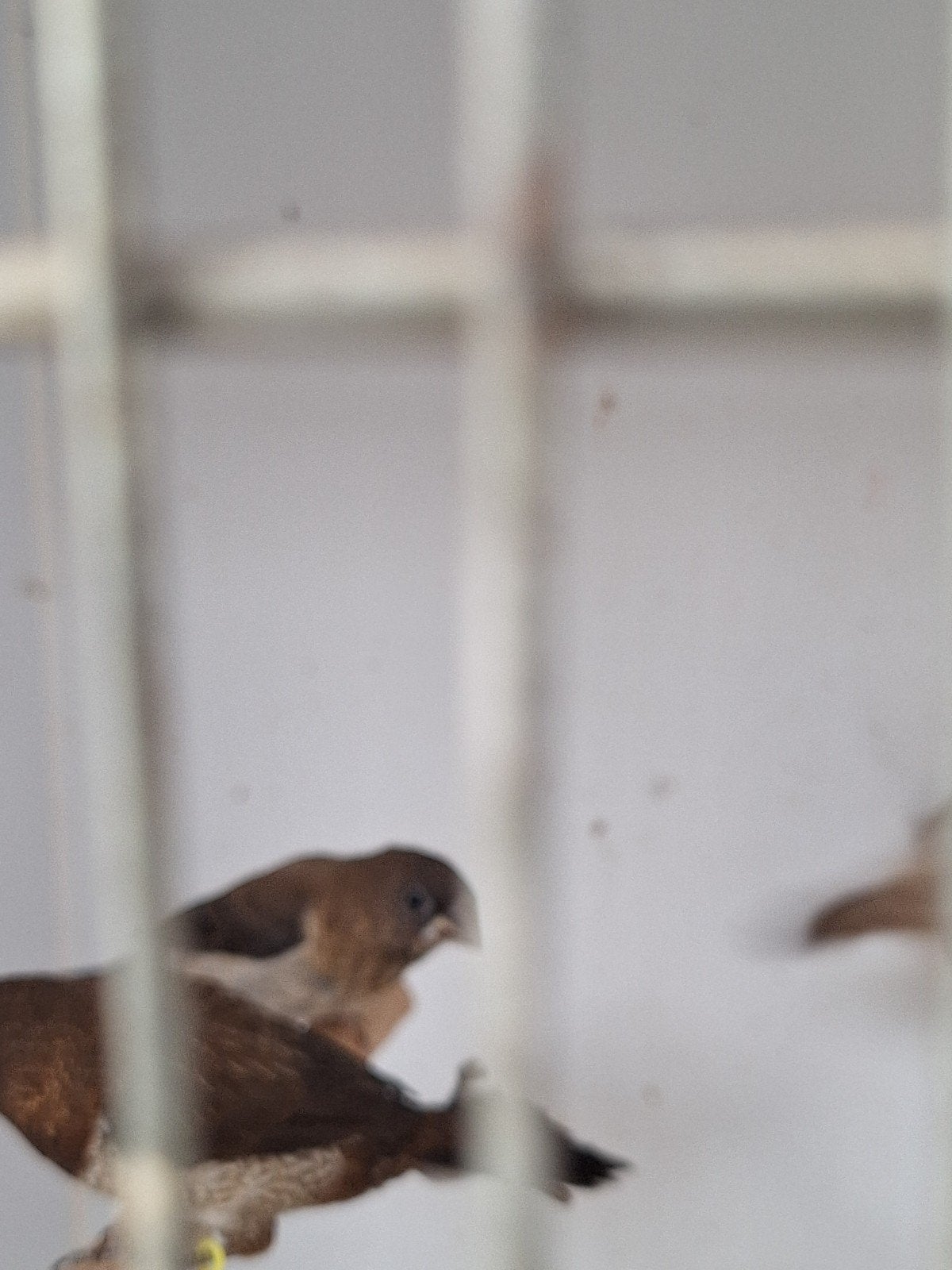 japanse meeuwen, Oiseau tropical