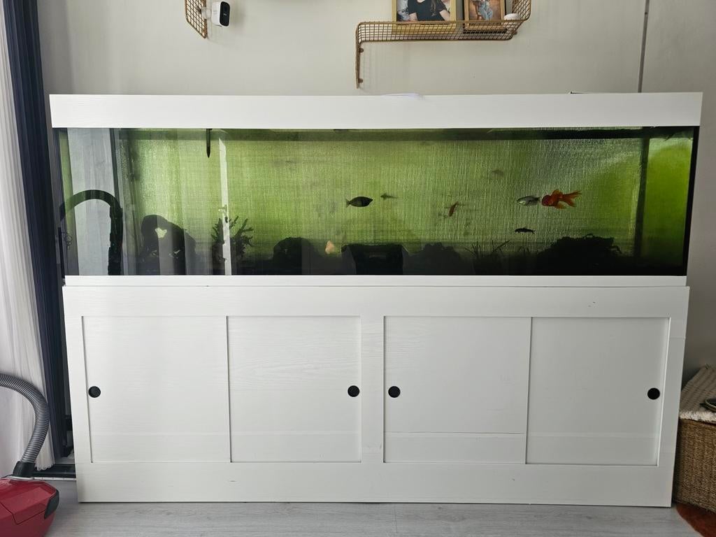 Volledig aquarium, Dieren en Toebehoren, Ophalen, Zo goed als nieuw, Gevuld zoetwateraquarium