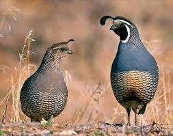 Kwartels, Meerdere dieren, Overige soorten