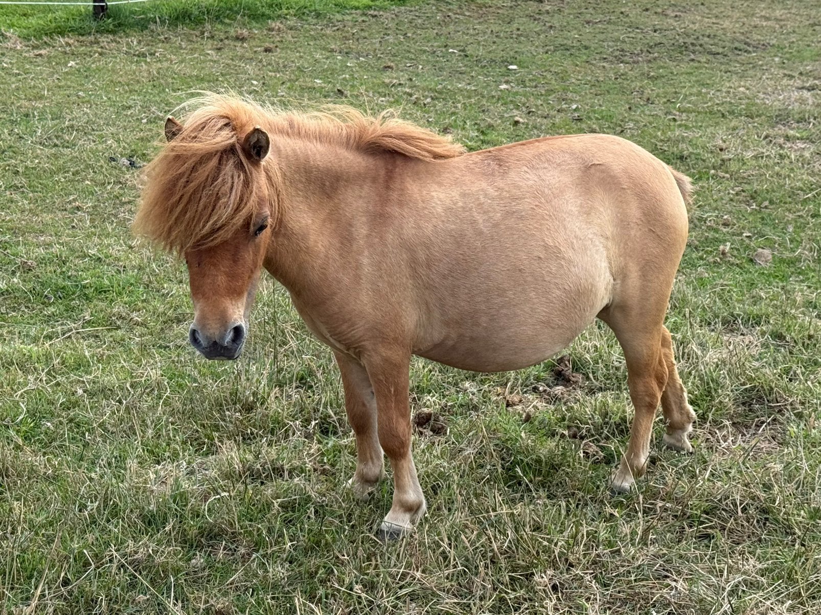 Jument Mini Shetlander, Femelle, 3 à 5 ans