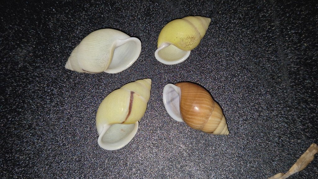 Escargot arboricole de 4 à 5 cm d'Amphidromus palaceus., Collections, Collections Animaux, Enlèvement ou Envoi, Comme neuf, Autres