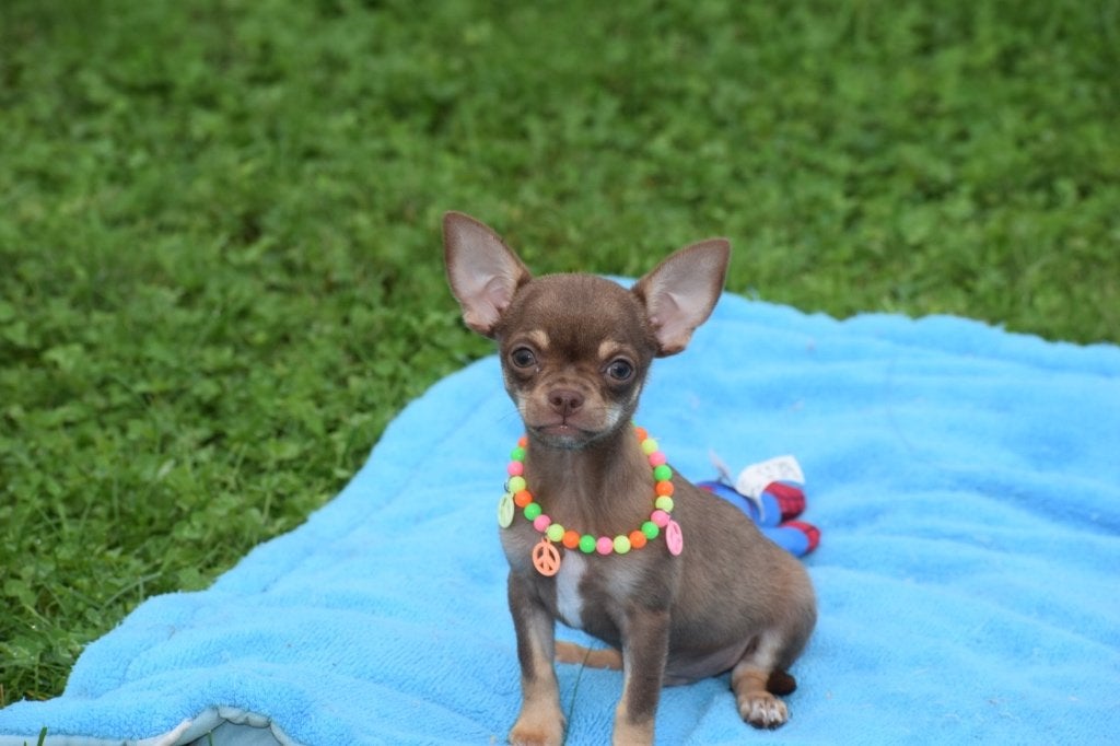 Chihuahua pups klein blijvend, België, 15 weken tot 1 jaar, CDV (hondenziekte), Meerdere