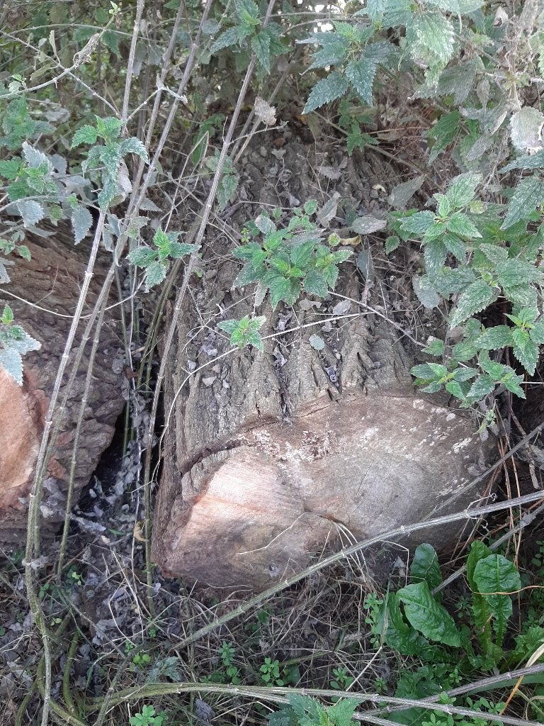 brandhout boom geveld maart 26, Moins de 3 m³, Enlèvement, Autres essences de bois, Troncs d'arbres
