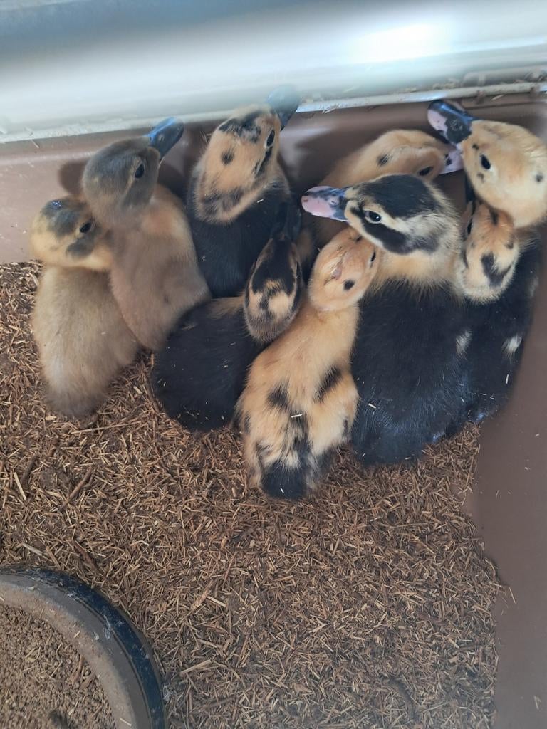 Eenden kuikens huttegemse eend, April, Geslacht onbekend