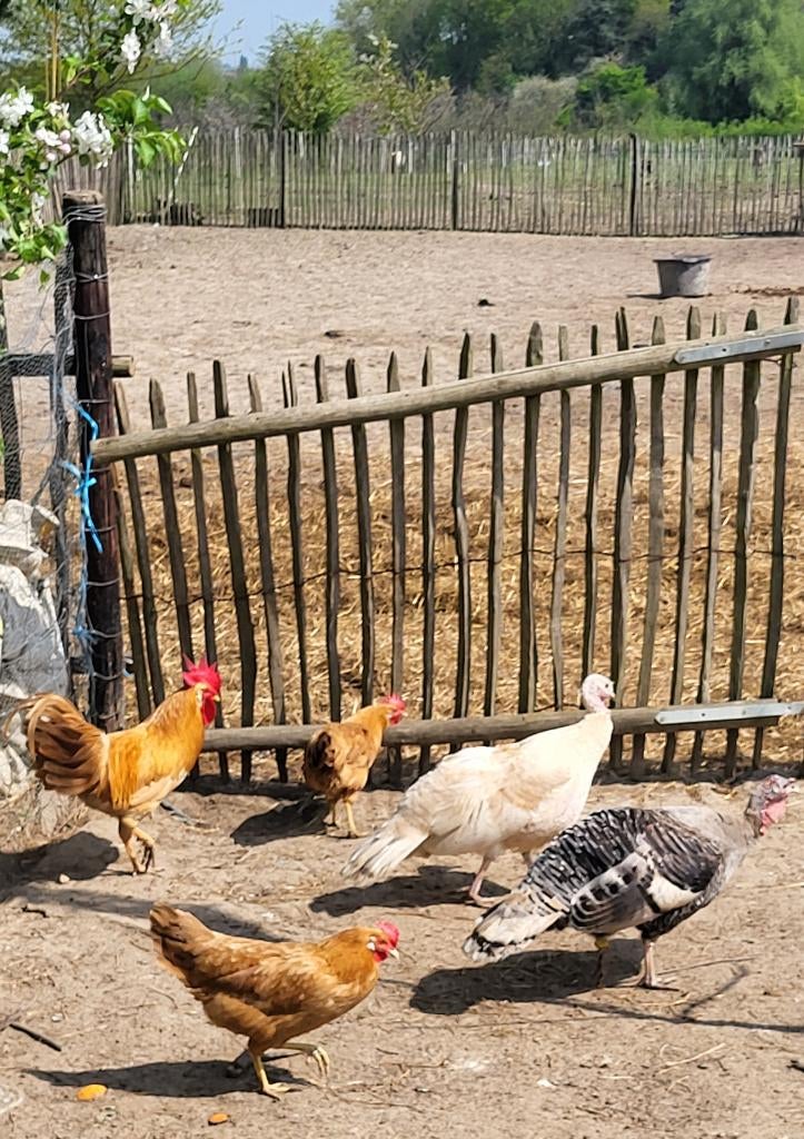 Leghorn buff/australorp/groenlegger/brabants hoen, Dieren en Toebehoren