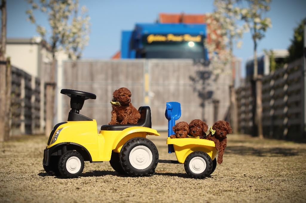 Toy Poedeltjes, DNA gecontroleerd, Dieren en Toebehoren, Poedel, Parvo, België, 8 tot 15 weken