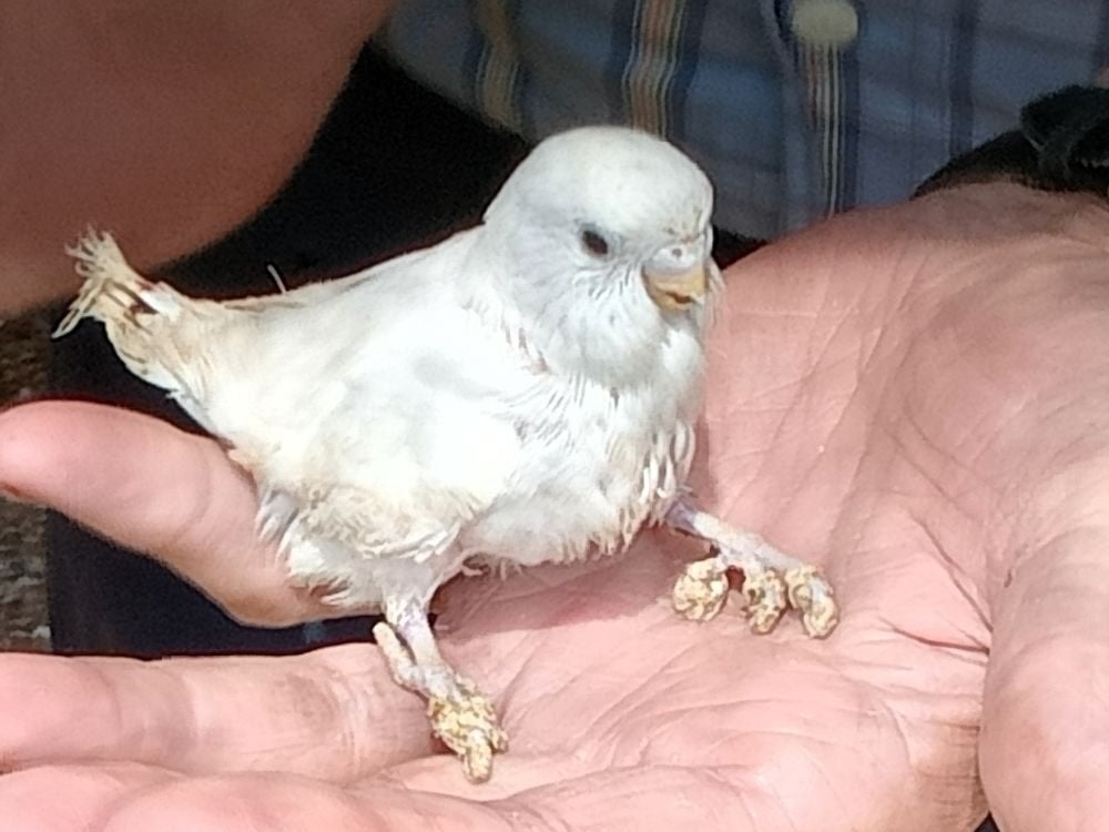 jonge parkiet, Perruche