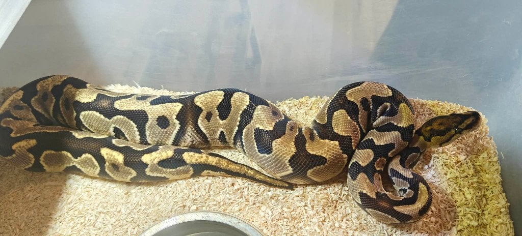 ball python 0.1 YB fire Cryptic, Dieren en Toebehoren, Reptielen en Amfibieën, Slang, 3 tot 6 jaar, Tam