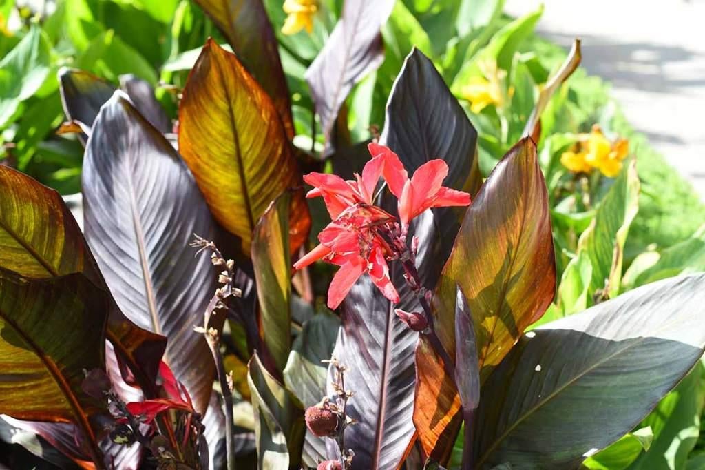 Canna Indica - Bloemriet -, Tuin en Terras, Bloembollen en Zaden, Ophalen, Voorjaar, Volle zon, Bloembol
