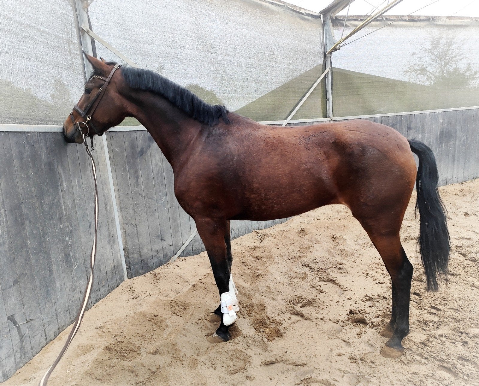 ZEER CHIQUE ONBELEERDE E PONY !, Dieren en Toebehoren, Dressuurpony, Gechipt, 3 tot 6 jaar, Onbeleerd