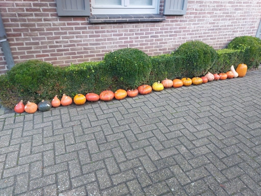 Eet- en sierpompoenen, Tuin en Terras, Ophalen