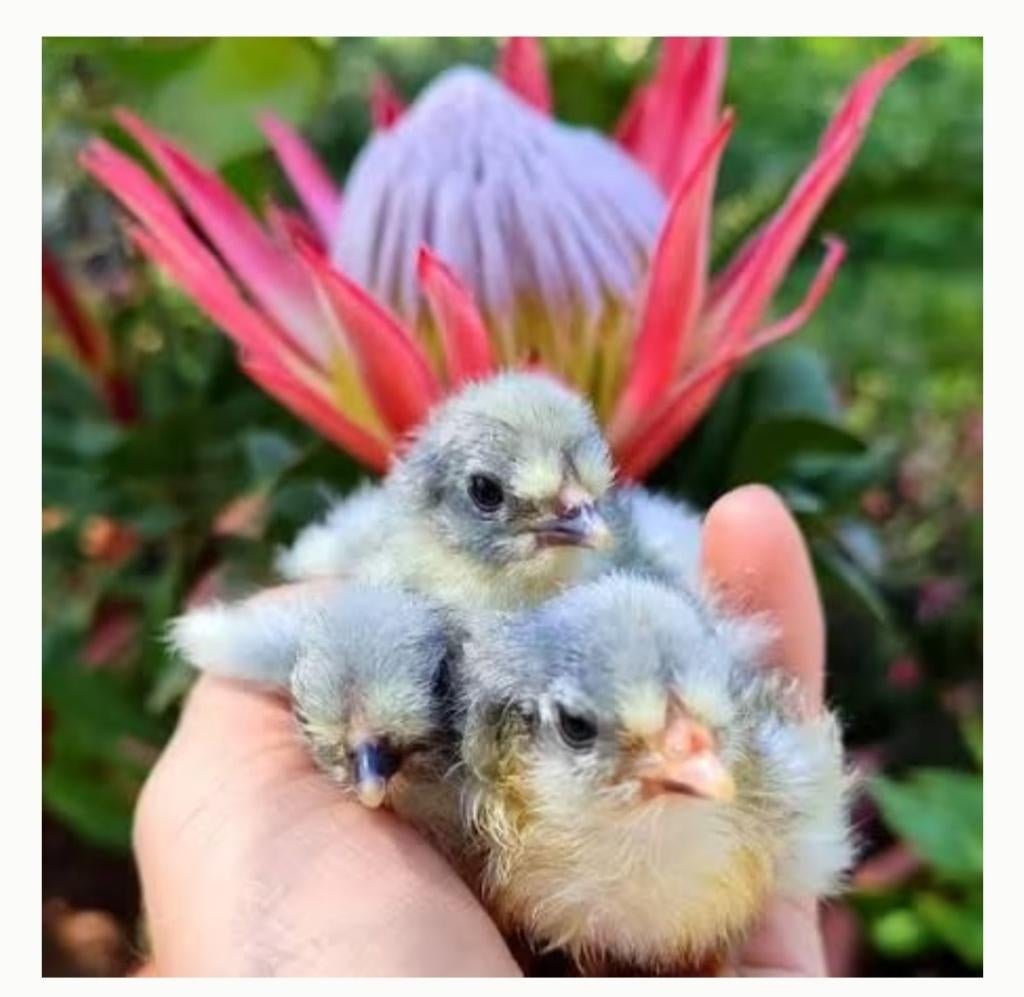 Kuikentjes British aurucana lavendel, Animaux & Accessoires