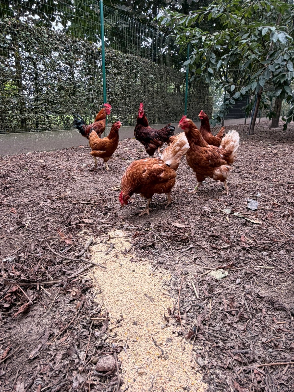 Legkippen, Dieren en Toebehoren, Vrouwelijk, Kip