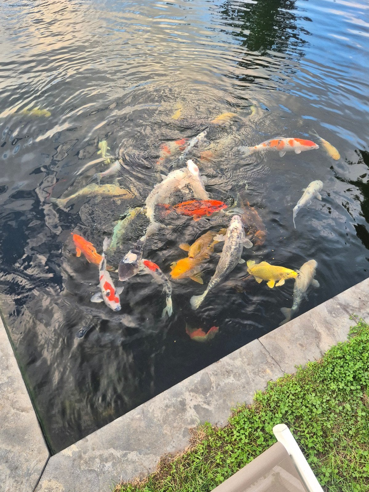Japanse koi vanaf 25 euro tot 150 euro