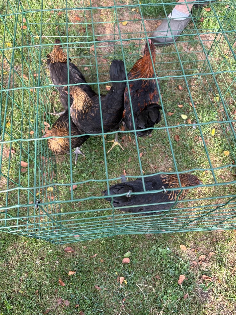 Jonge kippen en hanen, Dieren en Toebehoren, Pluimvee