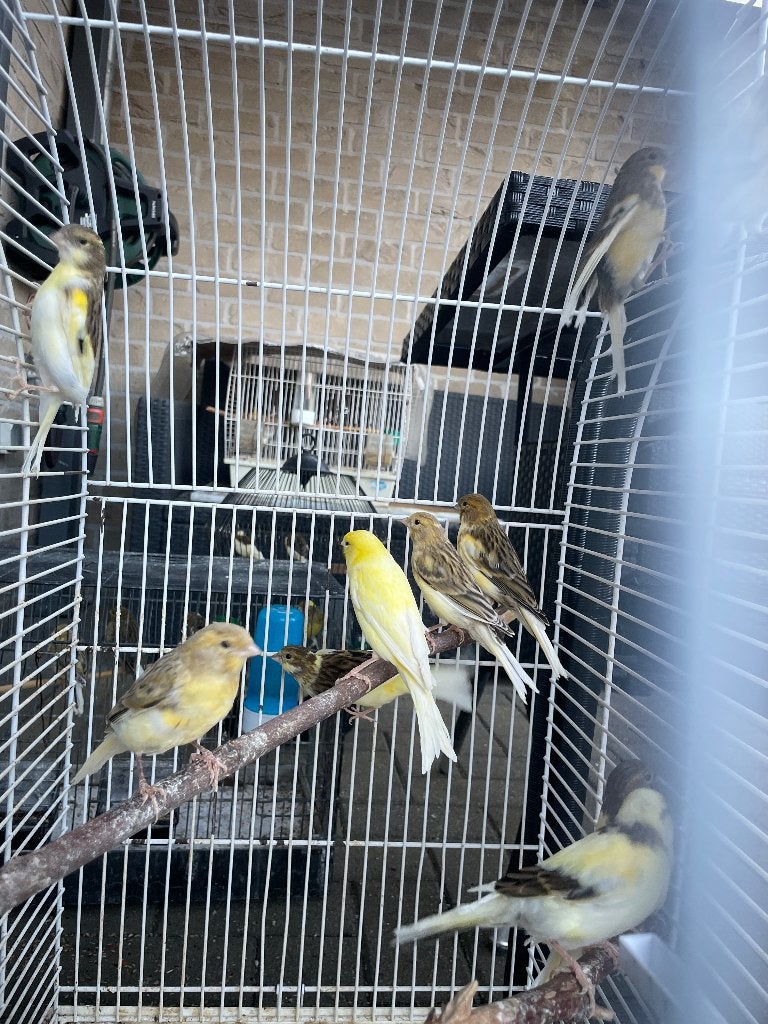 Jonge kanaries 9 mannen en 9 poppen 2026, Plusieurs animaux