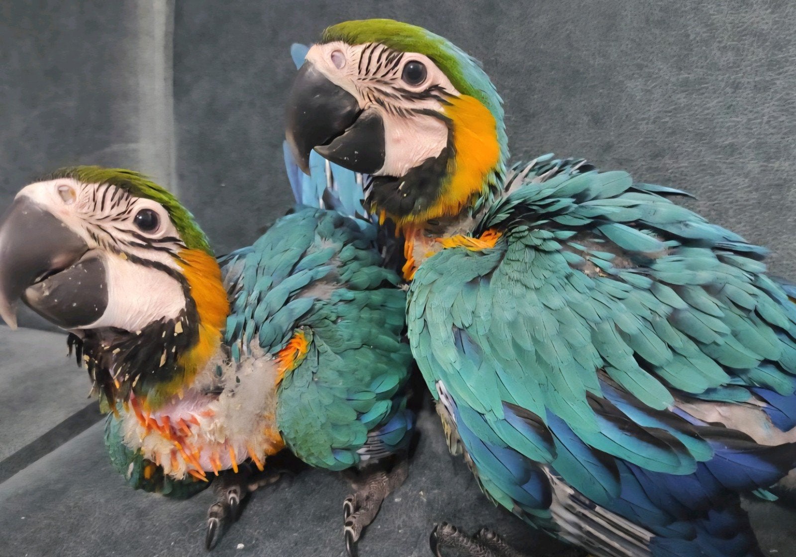 2 bebe perroquet ara bleu et jaune ararauna, Perroquet, Bagué