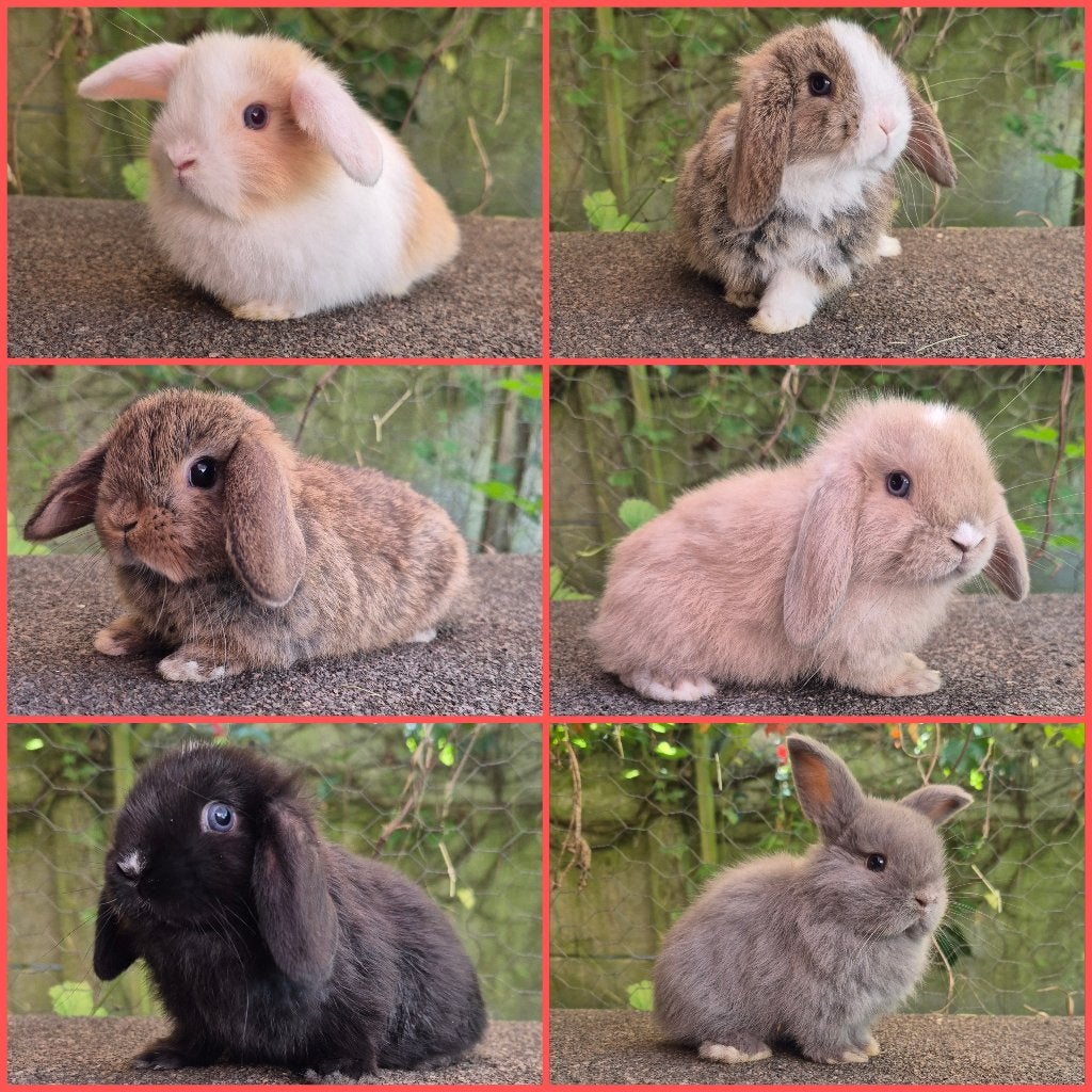 MINILOP/NHD VOEDSTERTJES, Dieren en Toebehoren, Vrouwelijk, Dwerg, Hangoor, 0 tot 2 jaar