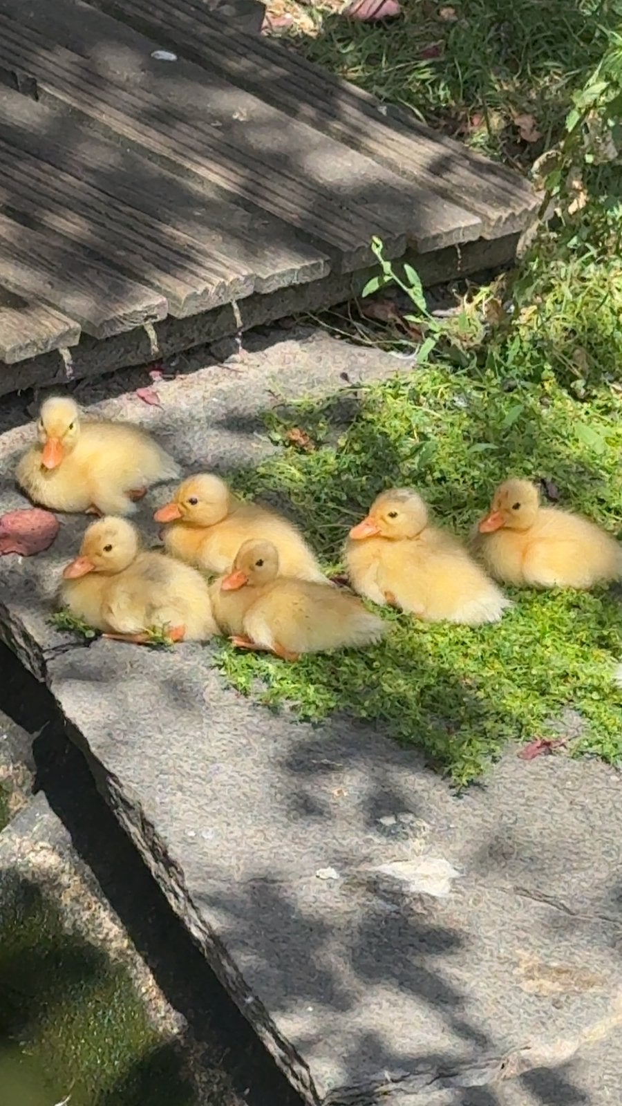 Hollandse kwaker kuikens, Sexe inconnu, Canard