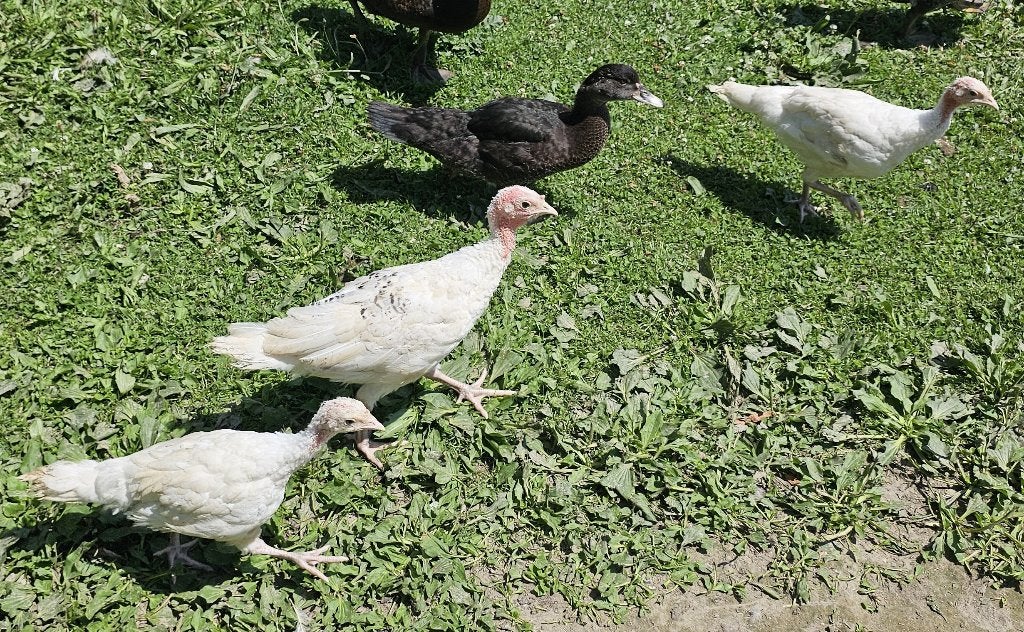 Ronquièreskalkoenen Geelschouder (2026), Animaux & Accessoires, Volatiles, Plusieurs animaux, Dinde