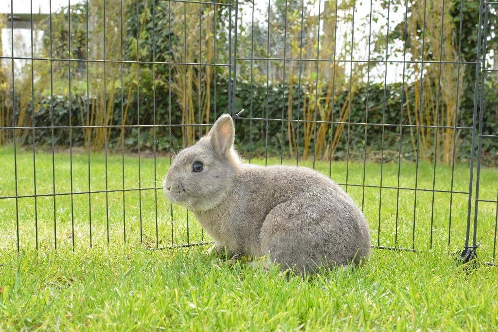 Kleurdwerg Rammetje, Dieren en Toebehoren, Mannelijk, Dwerg, 0 tot 2 jaar