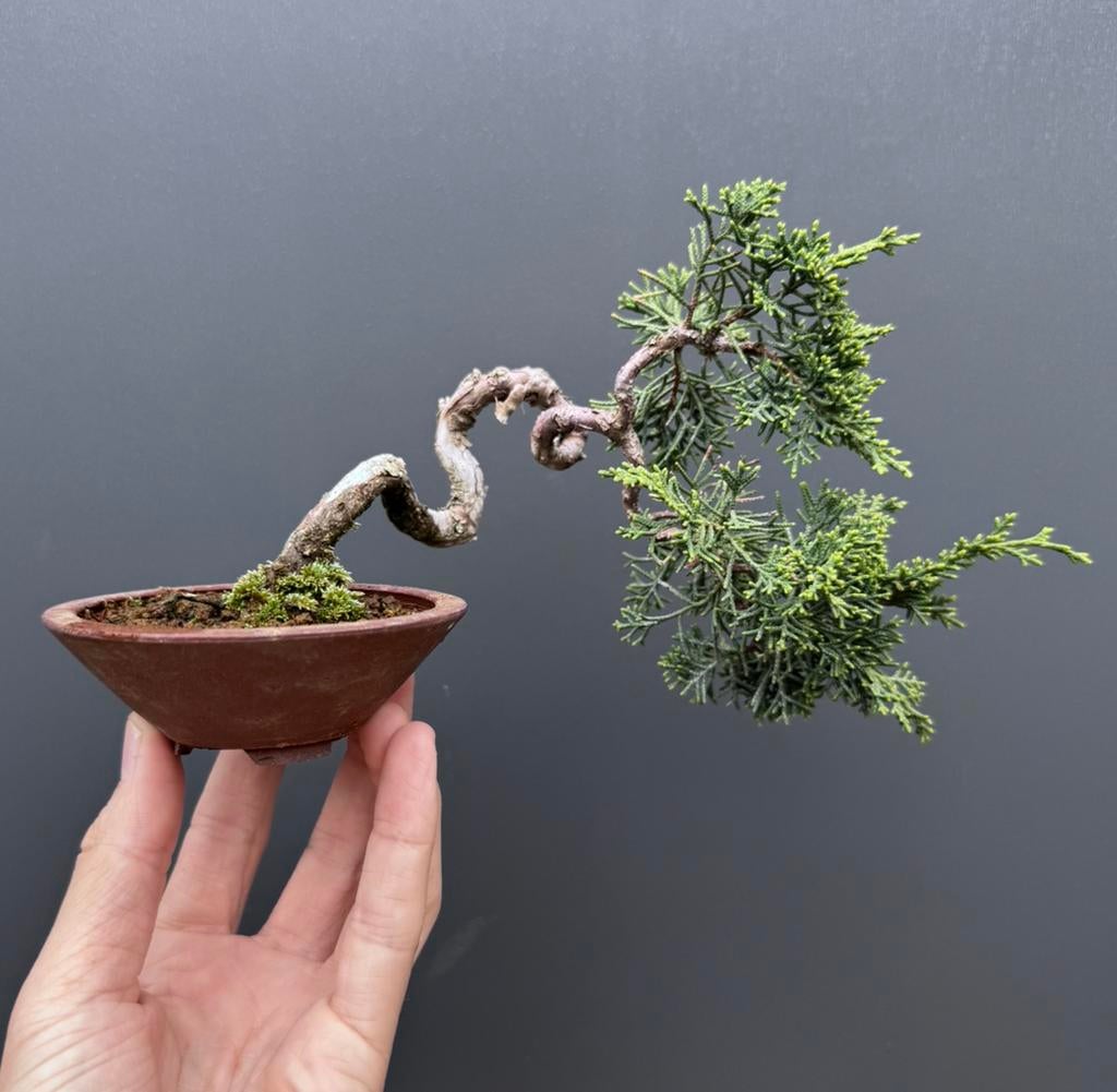 Juniperus Mame bonsai - Jeneverbes, Overige soorten, Lente, Minder dan 100 cm, Ophalen