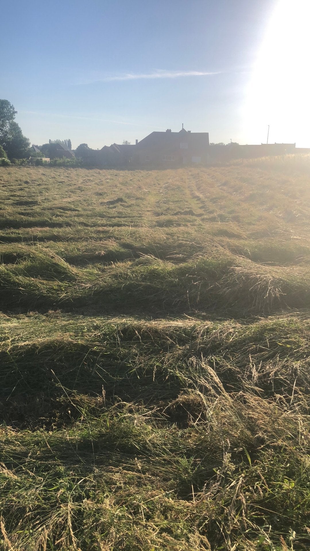 Gras hooi, Pâturage, 4 chevaux ou poneys ou plus