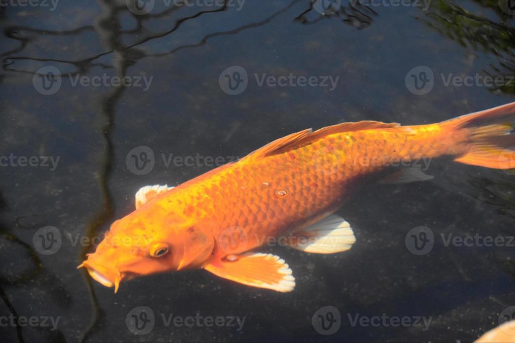 Koi, Dieren en Toebehoren, Vissen | Vijvervissen