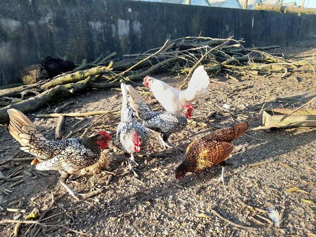 Sebright haantjes, Dieren en Toebehoren, Pluimvee, Mannelijk, Kip