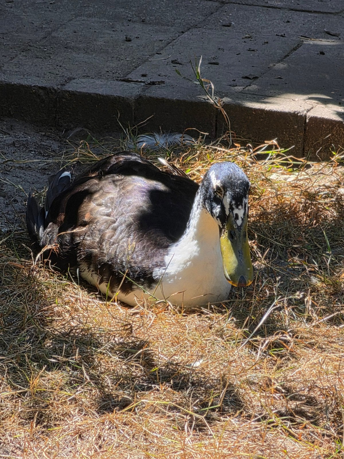 vader en zoon zoeken een nieuw thuis, Dieren en Toebehoren, Mannelijk, Eend
