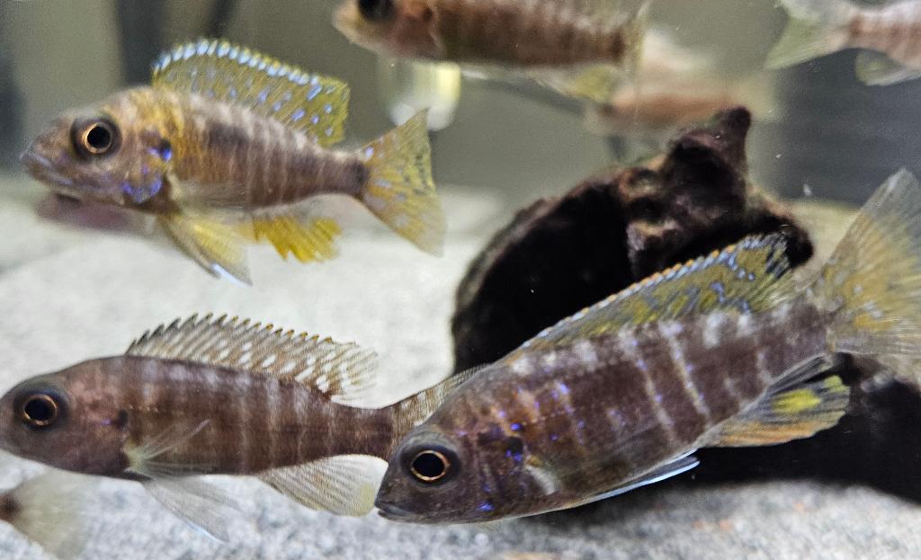 Cichlidés Aulonocara stuartgranti Malawi, Poisson, Poisson d'eau douce