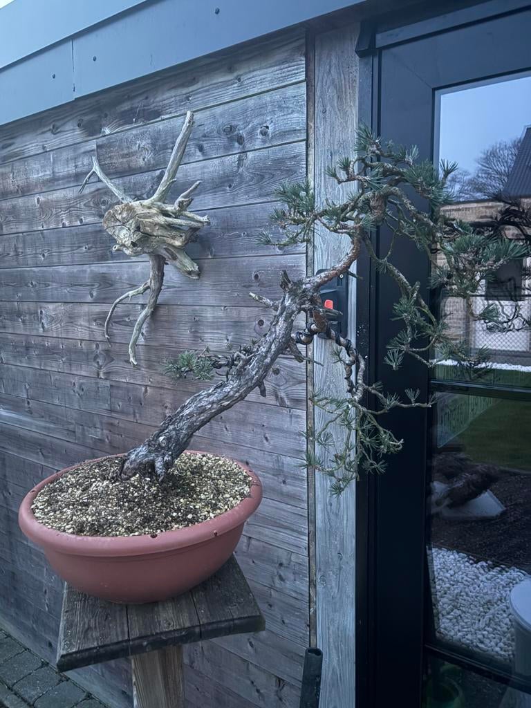 Bonsai sylvesteris, Ophalen