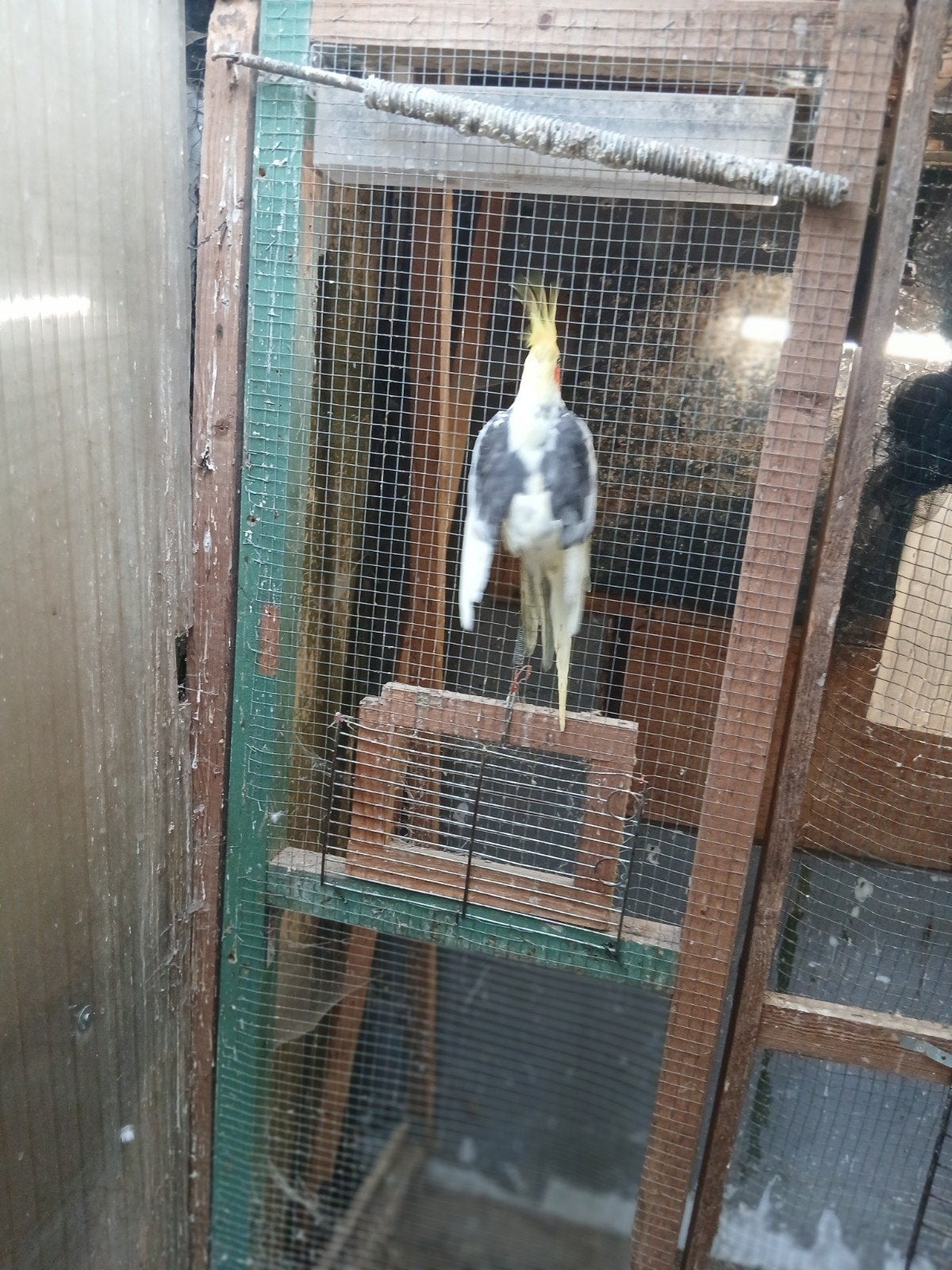 Koppel valkparkieten ., Plusieurs animaux, Perruche