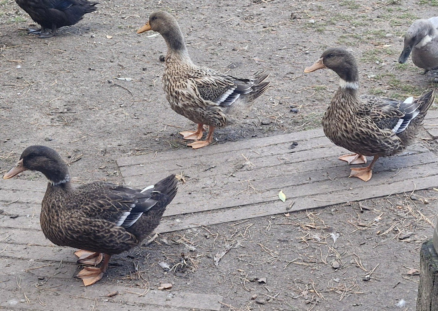rouaan eenden hennen, Dieren en Toebehoren
