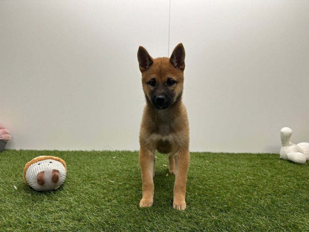 Chiot Shiba Inu, Animaux & Accessoires, Maladie de Carré (chiens), Belgique, Un chien, Chienne