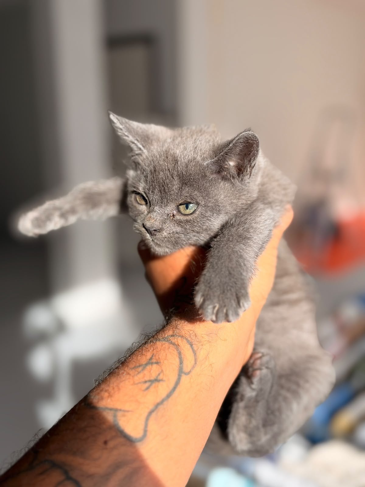 Kittens te koop, Dieren en Toebehoren, Meerdere dieren, 0 tot 2 jaar