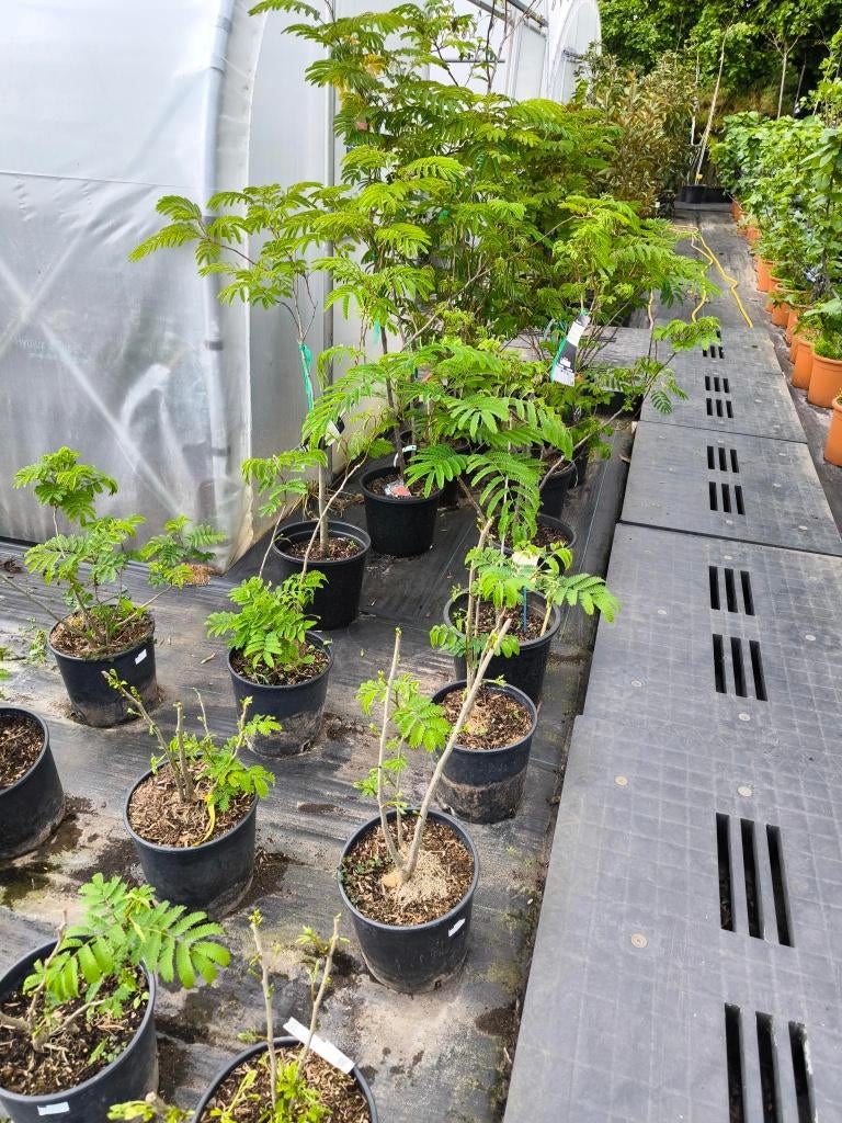 Albizia julibrissin : Perzische slaapboom, Tuin en Terras, Halfschaduw, Overige soorten, 100 tot 250 cm, Zomer