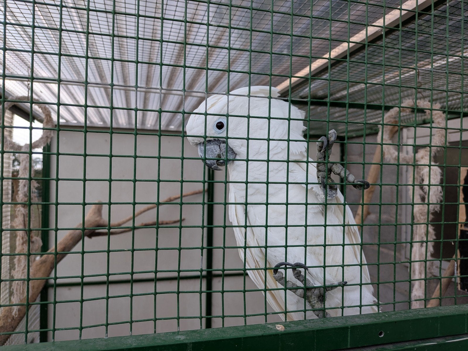 Alba kakatoe man, Dieren en Toebehoren, Mannelijk, Papegaai, Tam