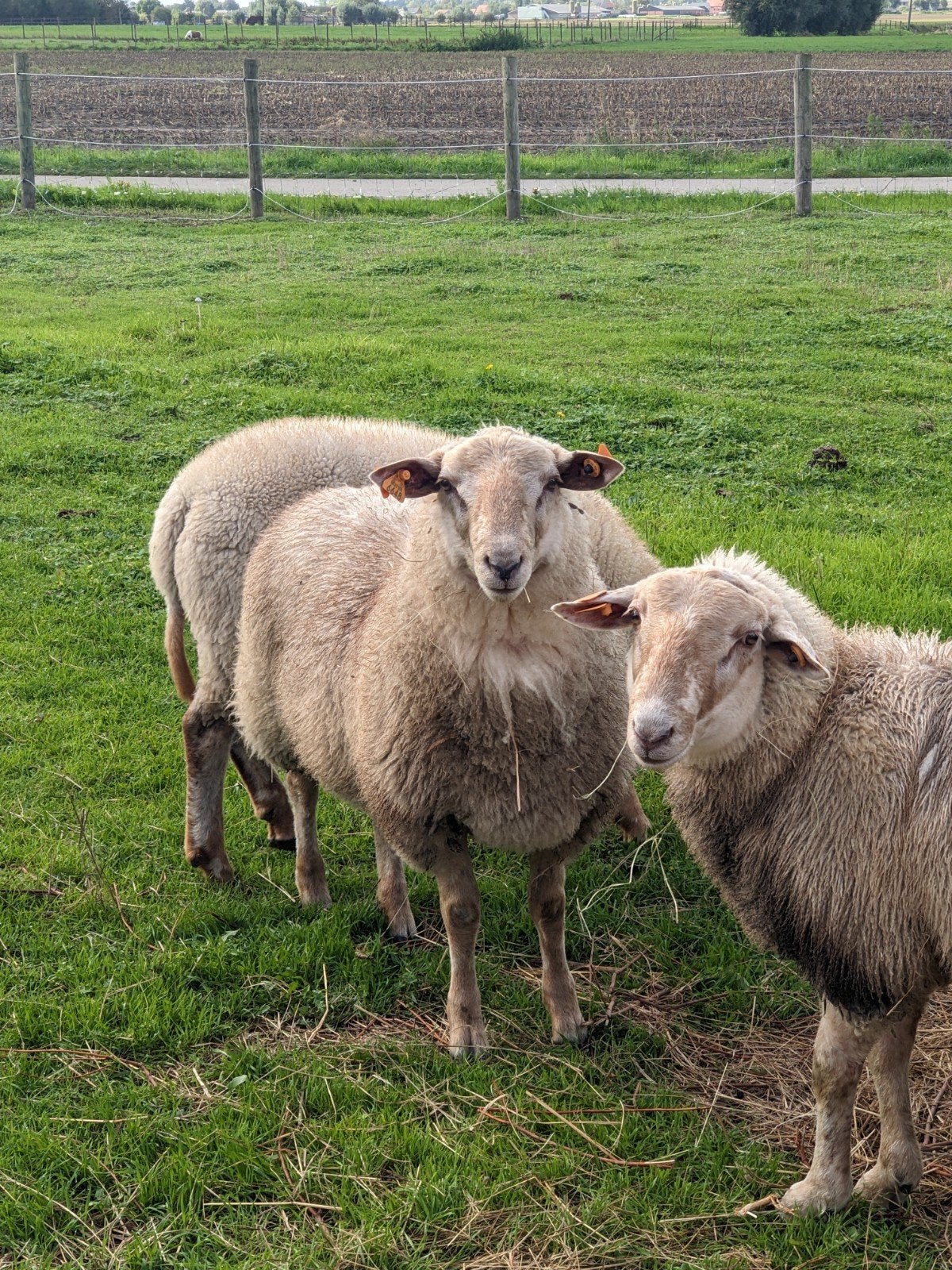dekrammen te koop, Dieren en Toebehoren, Mannelijk, Schaap, 0 tot 2 jaar