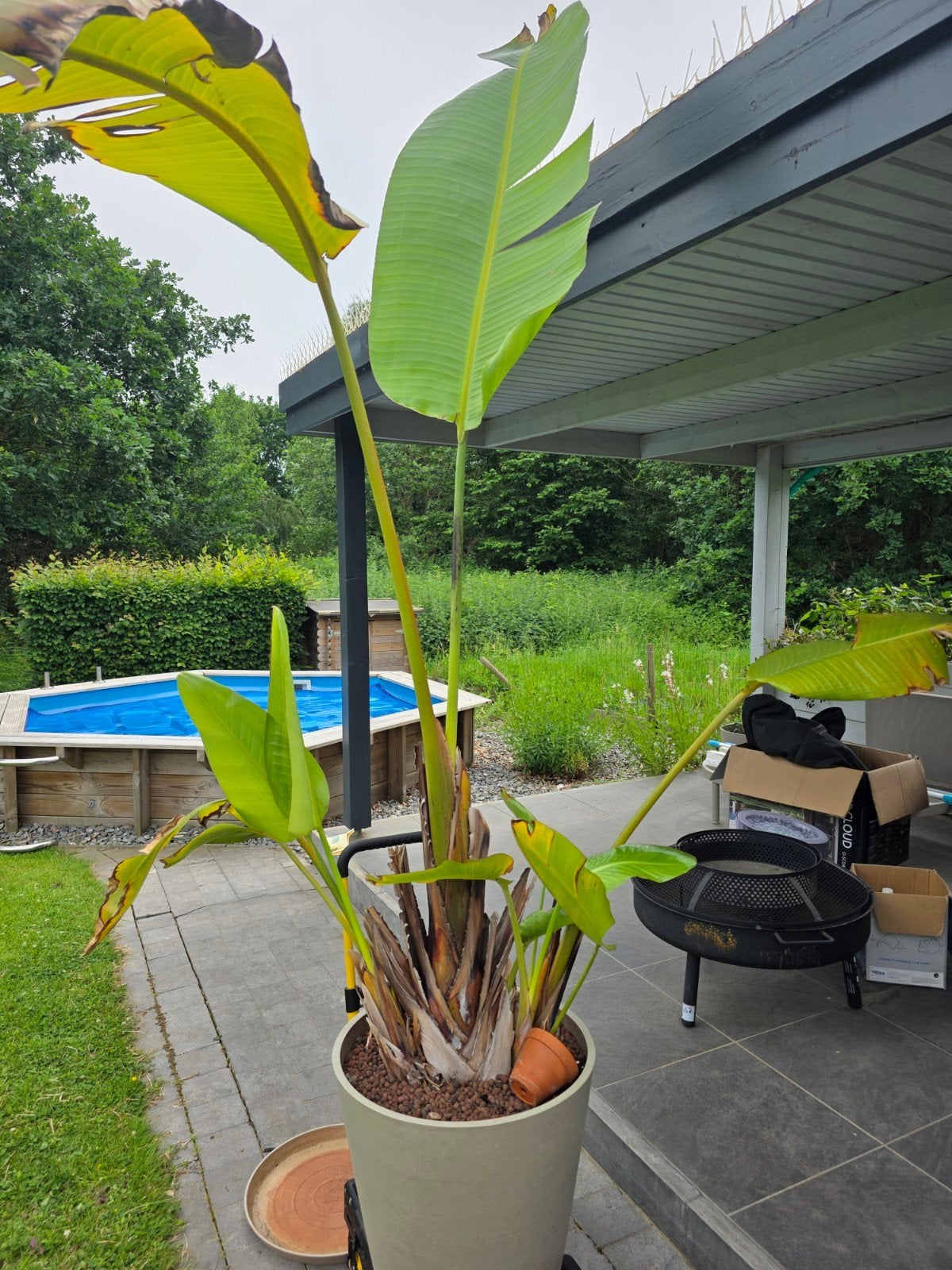 Strelitzia met pot, Ophalen, Halfschaduw, Overige soorten, 250 tot 400 cm