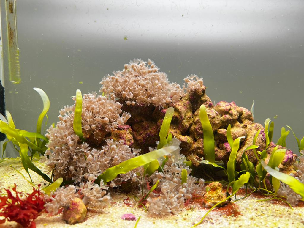 Xenia umbelata koralen, Dieren en Toebehoren, Ophalen, Gevuld zeewateraquarium