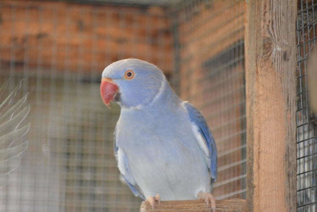 Bewezen kweekpoppen opaline/bleekstaart, Dieren en Toebehoren, Vrouwelijk, Parkiet, Geringd